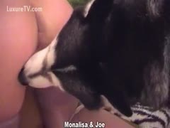 During animal sex play, a mature, attractive woman moans while in the doggie posture.